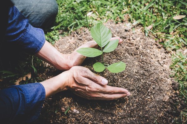Comment assurer une initiative de reforestation participative ?